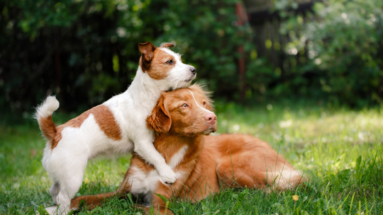 Zakład pogrzebowy dla zwierząt. Miejsce, gdzie można przeżyć żałobę po naszym zwierzęciu