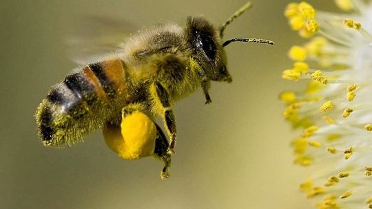 Tej nocy zaatakowali ponownie. Pomóżmy ustalić złodziei z pasieki 