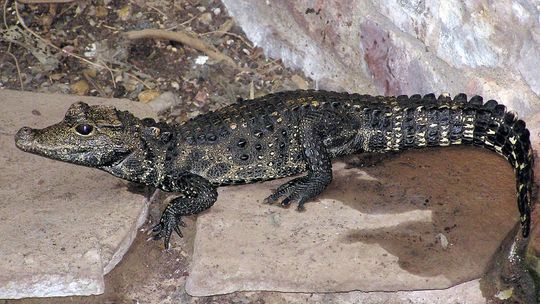 Ten krokodyl może pływać w Odrze. Policja ostrzega