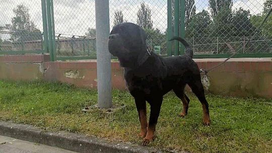 Ten pies odnalazł zaginioną 10-latkę