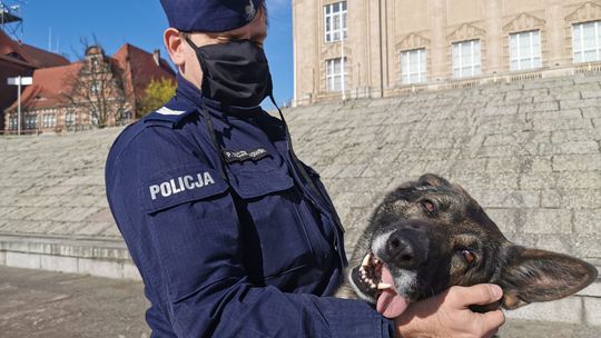 Ten pies wskazał kierowcę-uciekiniera będącego pod wpływem narkotyków