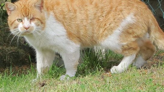 Terroryzuje moje zwierzaki! Powrót dominatora