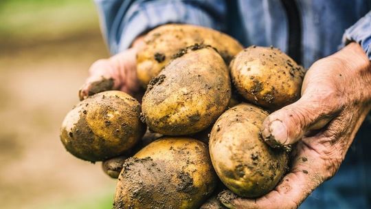 Zalewają nas ziemniaki z Niemiec, Holandii i Grecji. Sa tańsze, więc je kupujemy