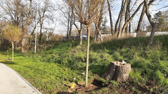 Tną drzewa i rżną głupa. Dla odwrócenia uwagi atakują powiat? Tną drzewa i rżną głupa. Dla odwrócenia uwagi atakują powiat?