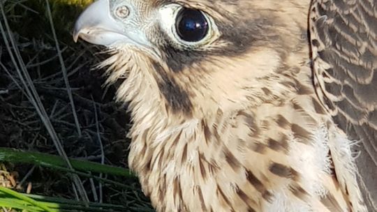 To prawdziwa perełka na skalę krajową - mówi o sokołach leśniczy