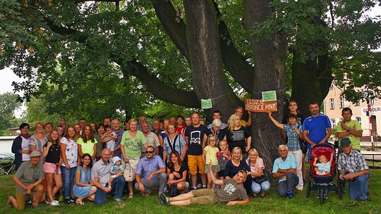 Topola Helena Drzewem Roku 2017