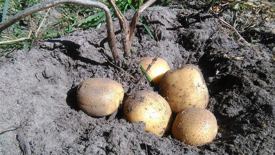 Tradycyjnie czy nowocześnie – w jakiej formie ziemniaki goszczą na polskich stołach?