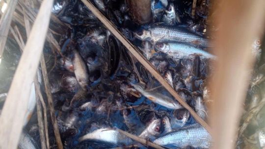 Tragedia w powiecie gryfińskim. Ryby zostały wytrute, czy rażone prądem? Tragedia w powiecie gryfińskim. Ryby zostały wytrute, czy rażone prądem?