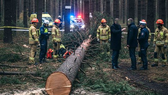 Tragiczny wypadek w lesie. Zginął pilarz
