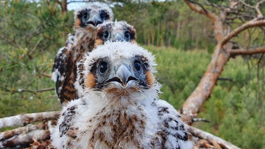 Trojaczki przyszły na świat w lesie