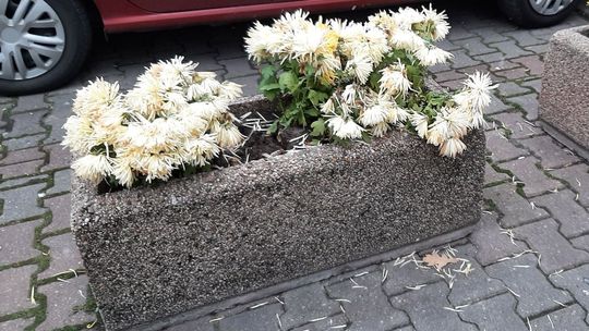 Trzeba posprzątać po Akcji Chryzantema
