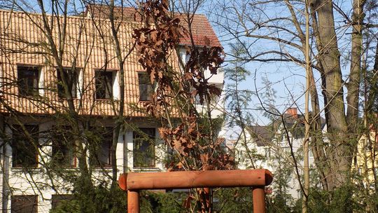 Trzeba to wyciąć – wskazują palcem gryfinianie Trzeba to wyciąć – wskazują palcem gryfinianie