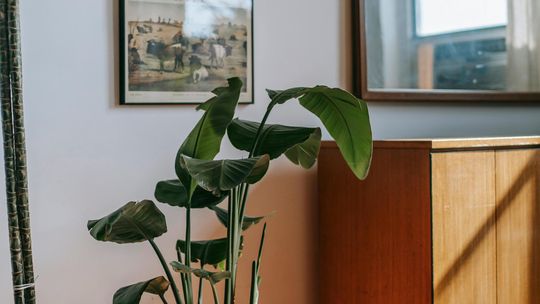 Tyczki z włókna szklanego – lekkie i wytrzymałe wsparcie dla roślin