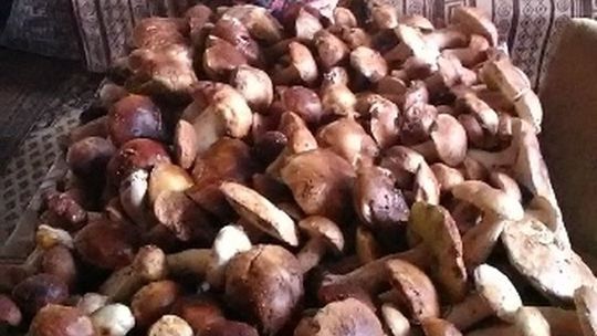 Tyle grzybów tylko w 2 godziny