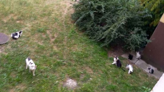 Tym kotom trzeba pomóc! - apeluje czytelnik