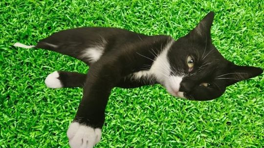 Tysiąc złotych nagrody za pomoc w odnalezieniu kota