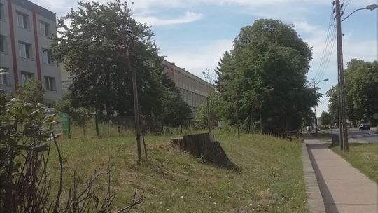 Umierają na naszych oczach