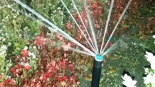 Upały, upały... Ile pić i jak podlewać ogród