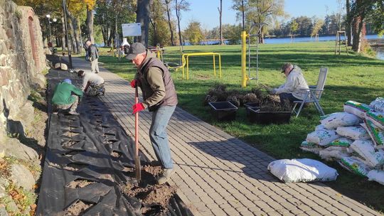 Upiększyli 400 sadzonkami róż spacerowy szlak wokół zabytkowych murów 