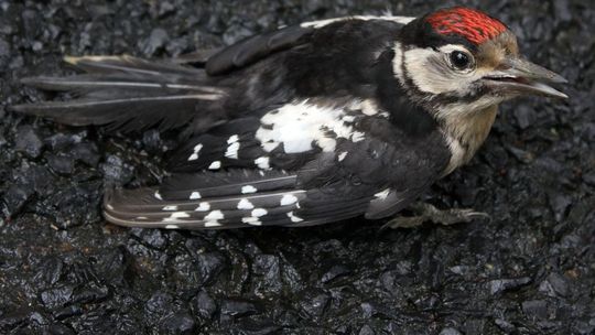 Uratował małego dzięciołka od niechybnej śmierci