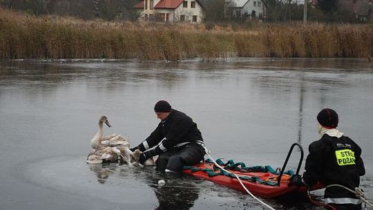 Uratowali przymarznięte łabędzie