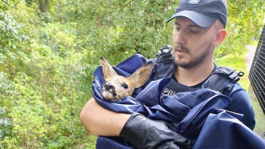 Uratowali sarenkę, bezradnie walczącą z prądem wzburzonej Odry [FILM]