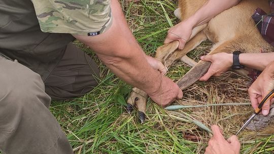 Uratowali uwięzioną sarnę