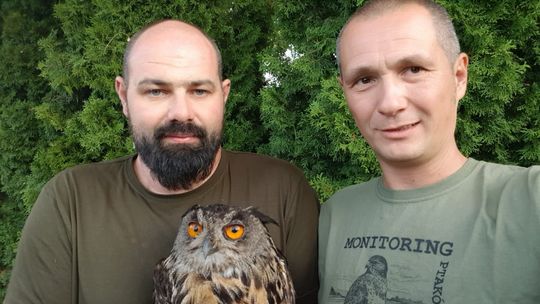 Uratowano puchacza, który należy do gatunków zagrożonych