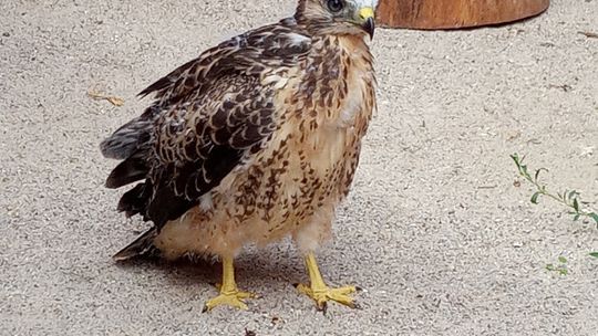 Uratowany myszołów niedługo wróci na wolność