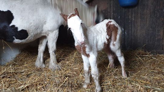 Urodziło się źrebię rasy Tinker. Ogłoszono konkurs na imię