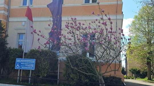 Urzędnicza lekcja hartu ducha. Magnolia, która nie boi się cienia