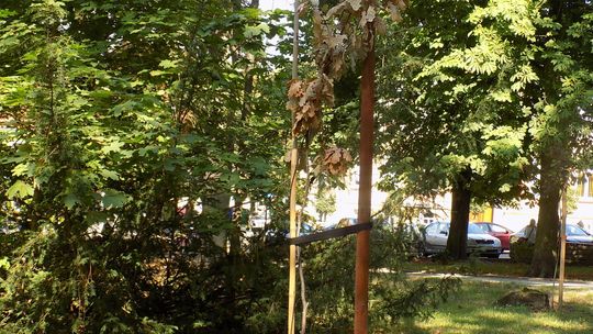 Usechł dąb posadzony przez burmistrza i radnych