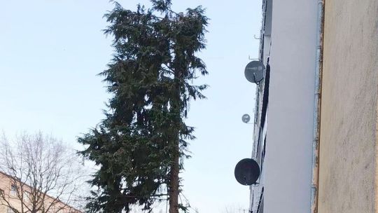 Usuną drzewo-żagiel?