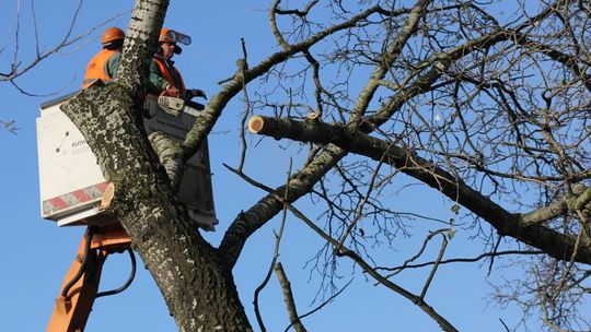 Usunęli drzewo koło Intermarche