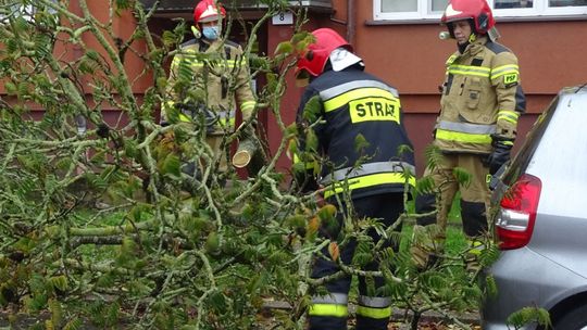 Usunęli powalone drzewo na Górnym Tarasie