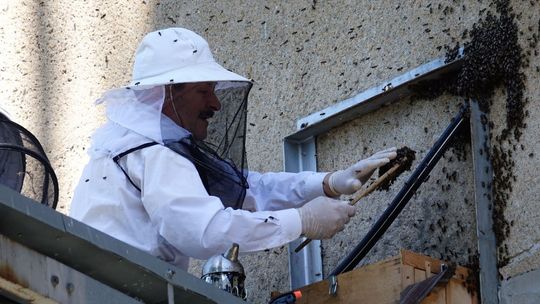Usunęli z budynku szpitala rój pszczół