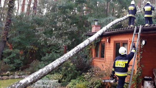 Usunięcie drzewa, to nie jedyne zadanie