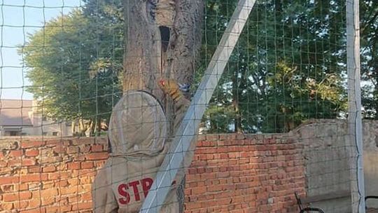 Usuwali gniazda szerszeni