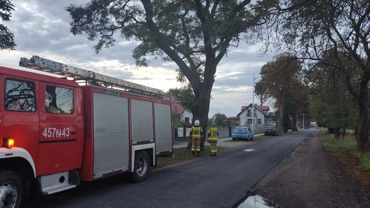 Usuwali gniazdo szerszeni Usuwali gniazdo szerszeni