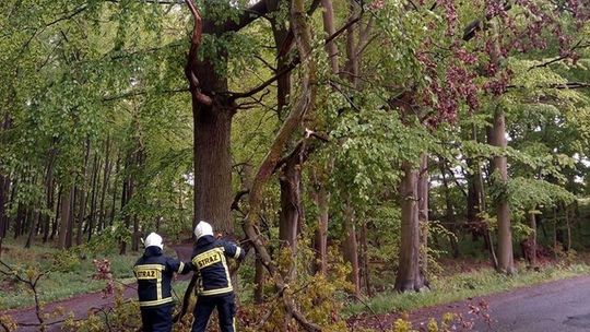 Usuwali konary zwisające nad drogą