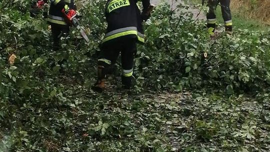 Usuwali powalone drzewa i gniazdo szerszeni