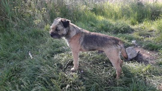 Uwaga Gryfino zaginął pies. Border terrier Frodo wymaga natychmiastowego podania leków i opieki