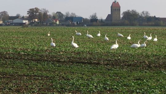 Uwaga na ptasią grypę