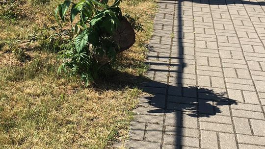 Uwaga na wystające korzenie! - ostrzega czytelnik