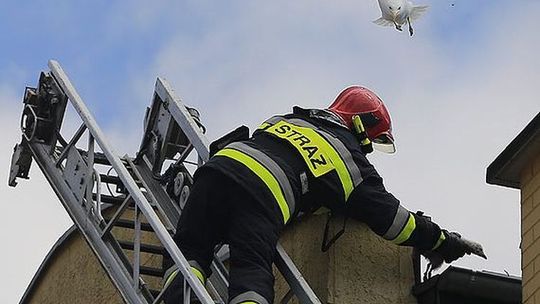 Uwolnili ptaka zaplątanego o sznurek