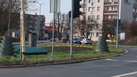 W centrum postawili na bratki