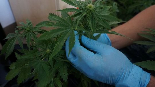 W domu pielęgnował 10 donic z… konopiami