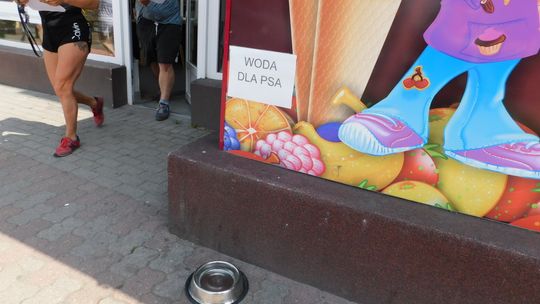 W dwóch miejscach dbają o zwierzaki w Gryfinie. Gdzie jeszcze?