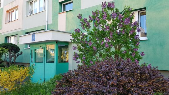 W Gryfinie kwitnie szybciej niż gdzie indziej