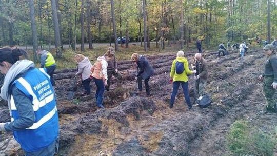 W jakim procencie zaawansowane jest sadzenie drzew? W jakim procencie zaawansowane jest sadzenie drzew?